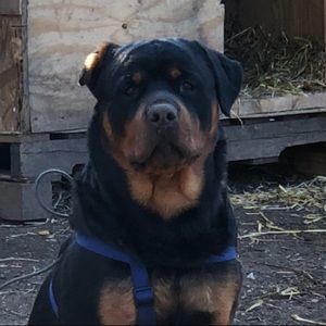 Meet your Posher, Isaiah